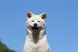 AKITA INU 496